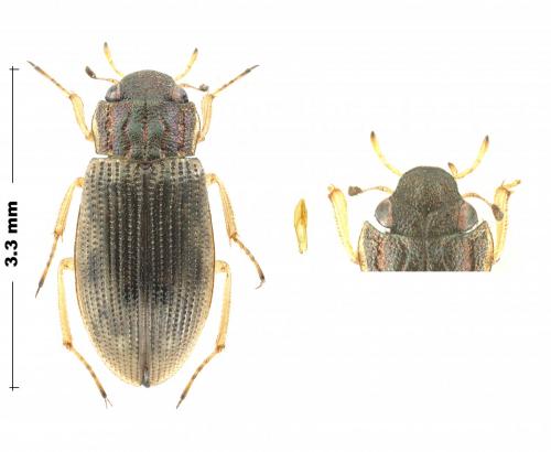 Réf. 257 621 : Helophorus obscurus